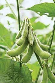 soybean seeds for planting Soybeans Seeds for Planting
