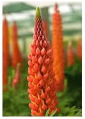 Flower Seeds, Seeds for Planting, Plant Seeds