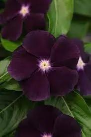 periwinkle flower flower seeds
