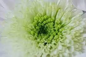 white green flower seeds
