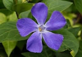 Flower Seeds, Seeds for Planting, Plant Seeds