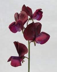 Flower Seeds, Seeds for Planting, Plant Seeds