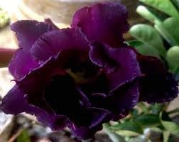 Flower Seeds, Seeds for Planting, Plant Seeds