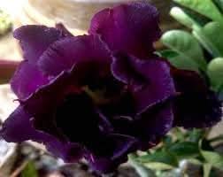 heirloom non flower seeds