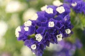limonium sinuatum flower seeds