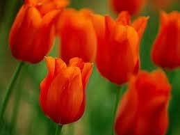 Flower Seeds, Seeds for Planting, Plant Seeds