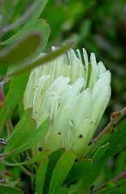 Flower Seeds, Seeds for Planting, Plant Seeds