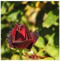 tiger striped flower seeds