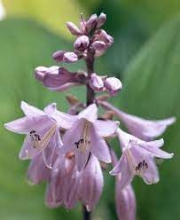 Flower Seeds, Seeds for Planting, Plant Seeds