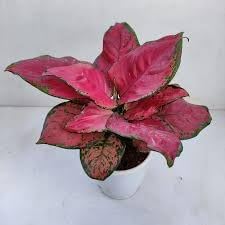 aglaonema plant flower seeds