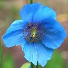 meconopsis flower flower seeds