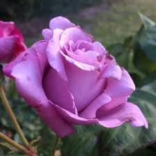 Flower Seeds, Seeds for Planting, Plant Seeds