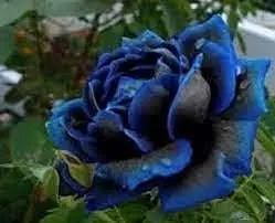 blue midnight flower seeds