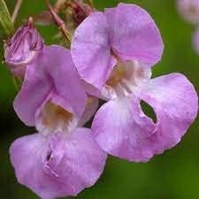 Flower Seeds, Seeds for Planting, Plant Seeds