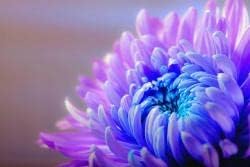 Flower Seeds, Seeds for Planting, Plant Seeds