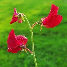 Flower Seeds, Seeds for Planting, Plant Seeds