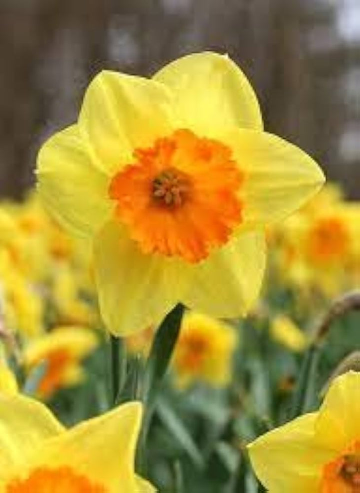 Light Yellow Orange Daffodil Flower Seeds 100 pcs