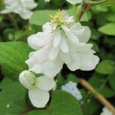 Flower Seeds, Seeds for Planting, Plant Seeds