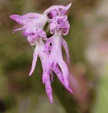exotic plant flower seeds