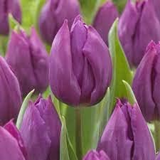 purple tulip flower seeds