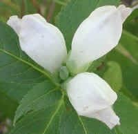 white turtlehead flower seeds