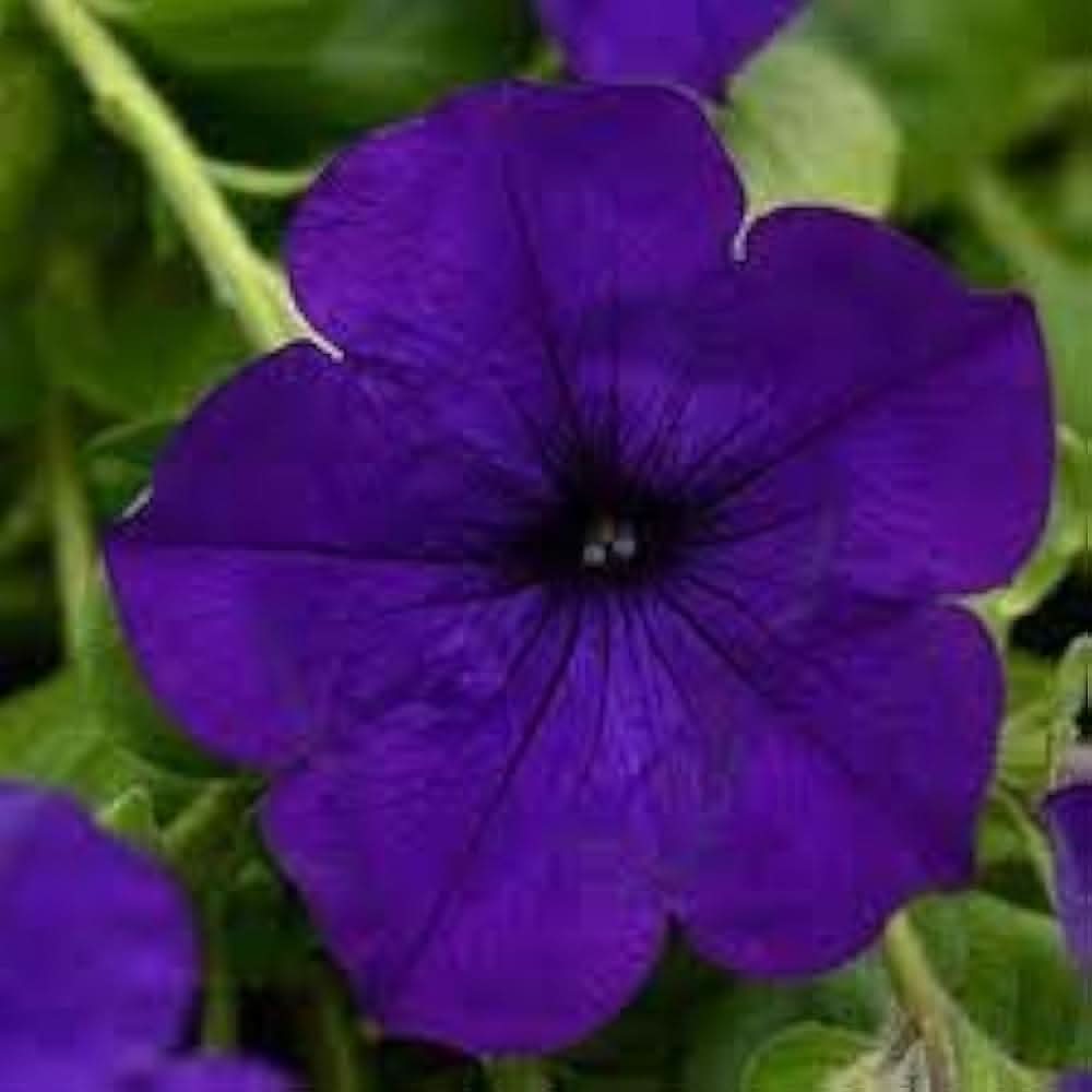 lavender wave flower seeds