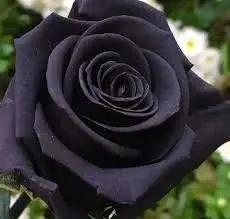 black heirloom flower seeds