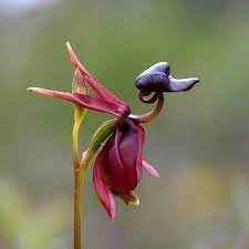 heirloom orchid flower seeds