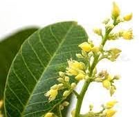 hevea brasiliensis flower seeds