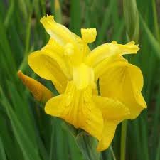 bearded flower flower seeds