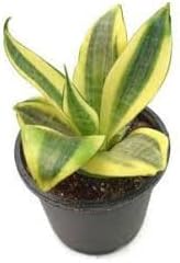 sansevieria flower flower seeds