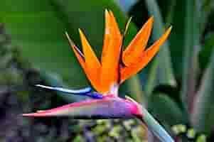 Flower Seeds, Seeds for Planting, Plant Seeds