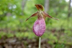 Flower Seeds, Seeds for Planting, Plant Seeds