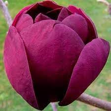 heirloom non flower seeds
