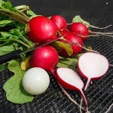 Heirloom Red Radish Vegetable Seeds for Planting