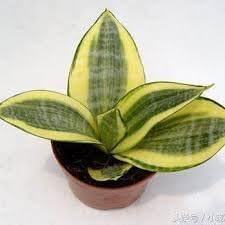 Flower Seeds, Seeds for Planting, Plant Seeds