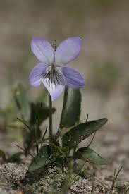 Flower Seeds, Seeds for Planting, Plant Seeds