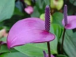 anthurium flower flower seeds