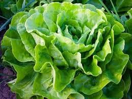 Salad Bowl Lettuce Seeds for Planting