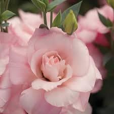 echo flower flower seeds