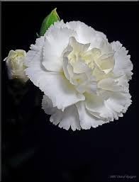 Flower Seeds, Seeds for Planting, Plant Seeds