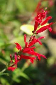 Flower Seeds, Seeds for Planting, Plant Seeds