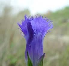 gentiana crinita flower seeds