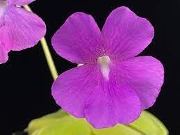 Flower Seeds, Seeds for Planting, Plant Seeds