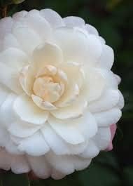 Flower Seeds, Seeds for Planting, Plant Seeds