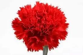 red carnation flower seeds
