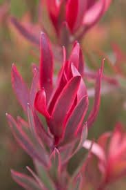 leucadendron salignum flower seeds