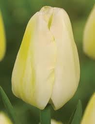 Light Yellow Flower Seeds for Planting – Heirloom, Non-GMO, High Germination Vibrant Garden Blooms