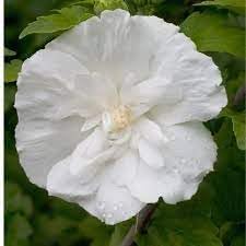 Flower Seeds, Seeds for Planting, Plant Seeds