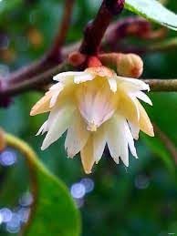 Flower Seeds, Seeds for Planting, Plant Seeds